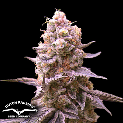 Dutch Passion Seeds Blue Applez