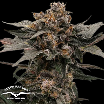 Dutch Passion Seeds AUTO Slush Mint Cake