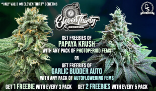 Eleven Thirty FREEBIES