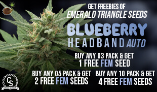 Emerald Triangle Blueberry Headband Auto​ FEM