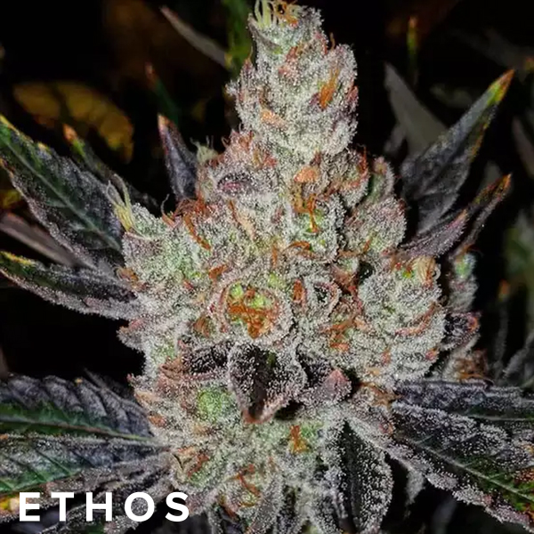 Ethos Genetics Seeds 10th Planet R1
