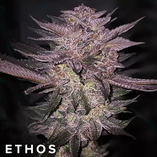 Ethos Genetics Seeds Atomic Fuego R1