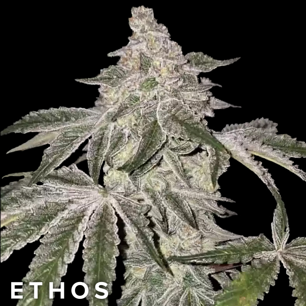 Ethos Genetics Seeds Atomic Leisure R1