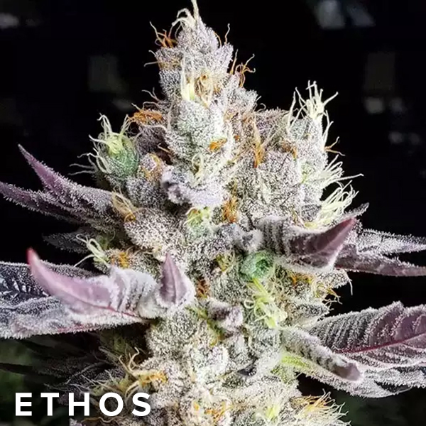 Ethos Genetics Seeds Booberry Cookies RBX