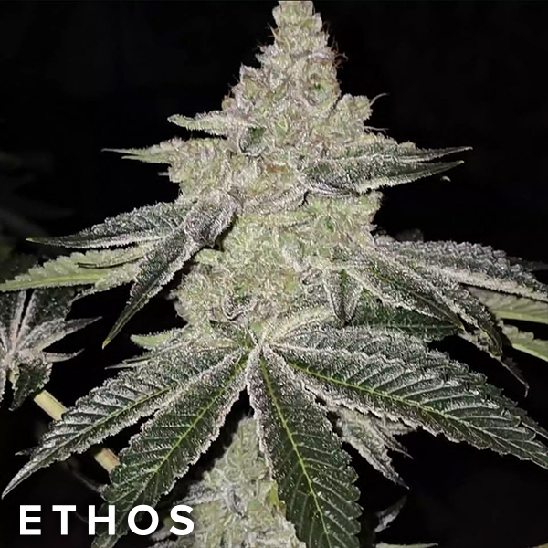 Ethos Genetics Seeds Chama R1