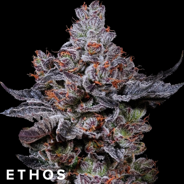 Ethos Genetics Seeds Mookie B R1