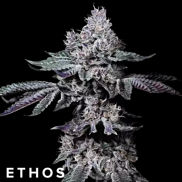 Ethos Genetics Seeds Nuggz R1