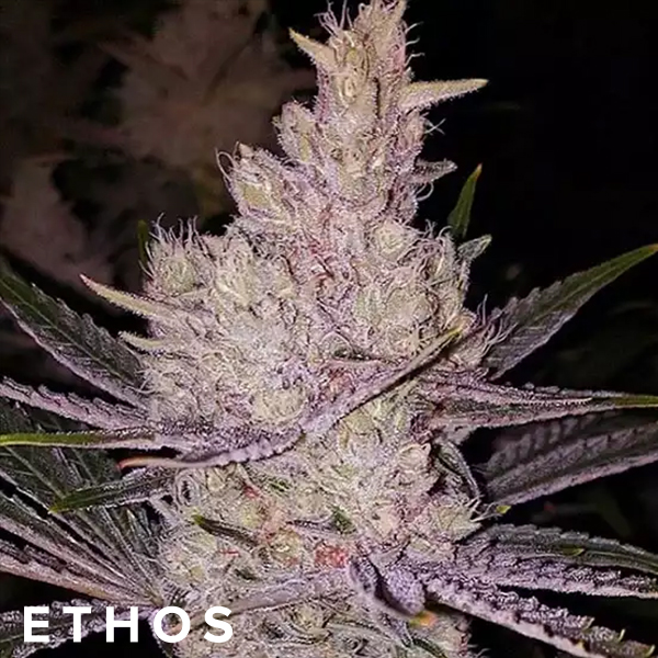 Ethos Genetics Seeds Orange Kush Cake R1