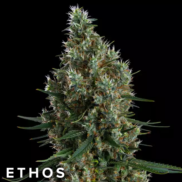 Ethos Genetics Seeds Zweet Inzanity RBX