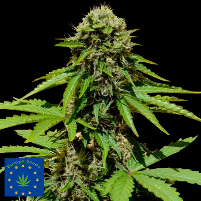 Europa Seeds AUTO Crystal Lightning