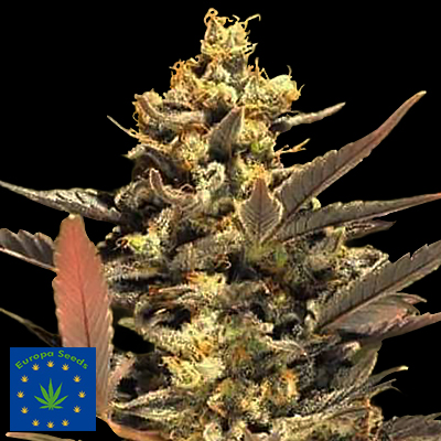 Europa Seeds AUTO Mini Purps