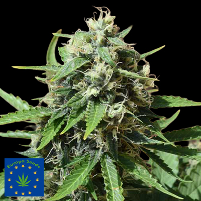 Europa Seeds AUTO Stinking Dwarf