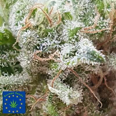 Europa Seeds AUTO Bite