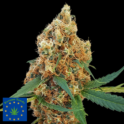 Europa Seeds Kali Rush