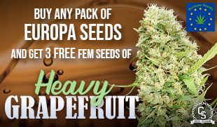 Europa Seeds Heavy Grapefruit