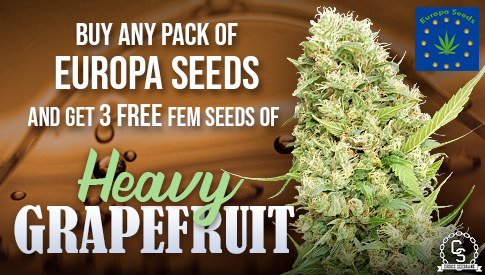 Europa Seeds Heavy Grapefruit