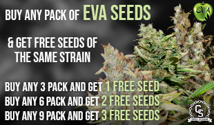 Eva Seeds Same Strain