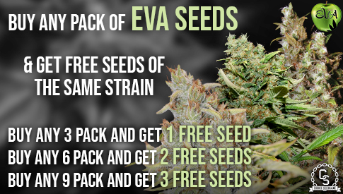 Eva Seeds Same Strain