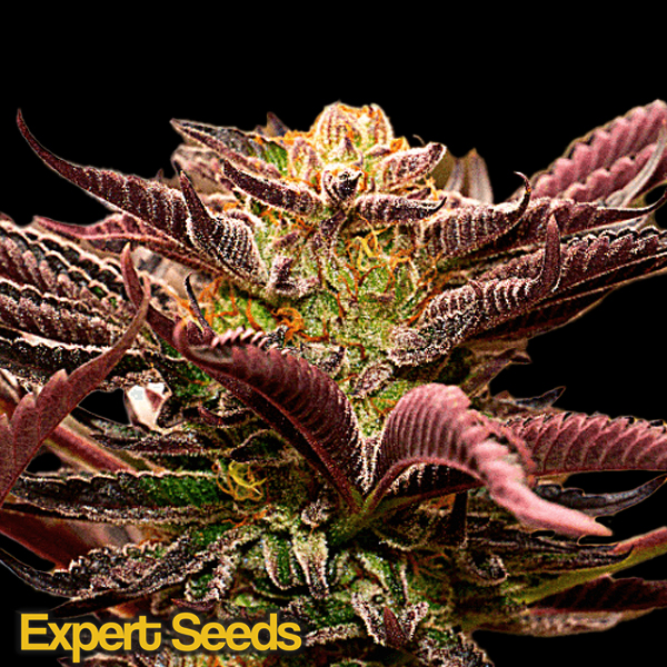 Expert Seeds Gelato