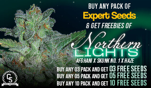 Expert Seeds Northern Lights