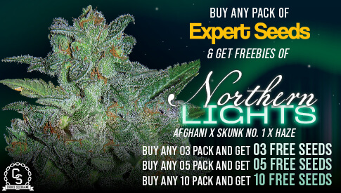 Expert Seeds Northen Lights