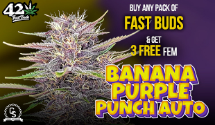 Fast Buds Banana Purple Punch Auto