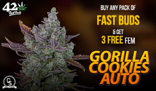 Fast Buds - Gorilla Cookies Auto
