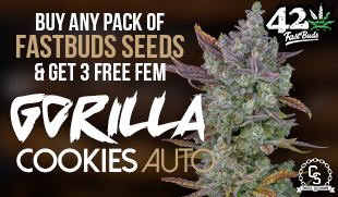 Fast Buds Gorilla Cookies Auto