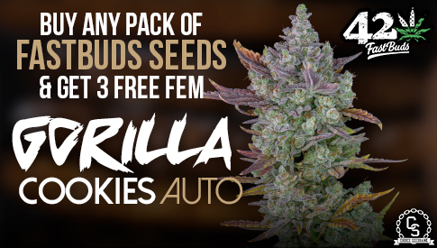Fast Buds - Gorilla Cookies Auto
