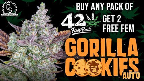 Fast Buds Gorilla Cookies Auto