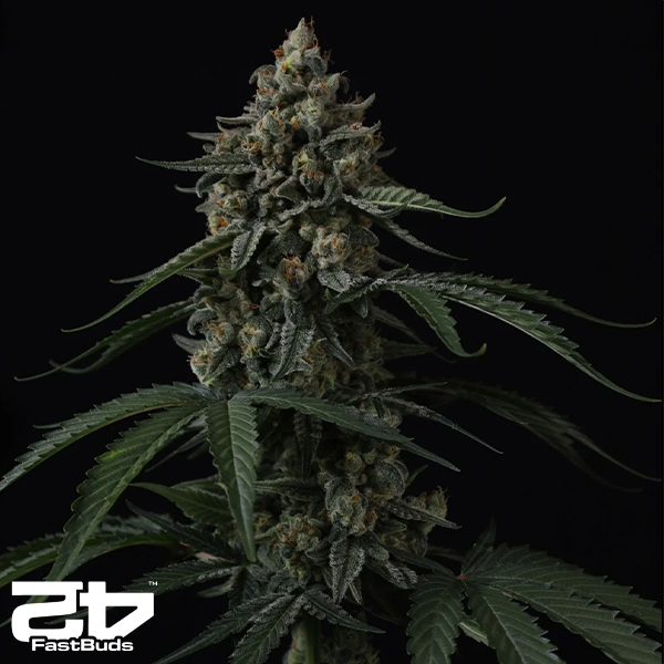 FastBuds Seeds Banana Cherry Cookies AUTO