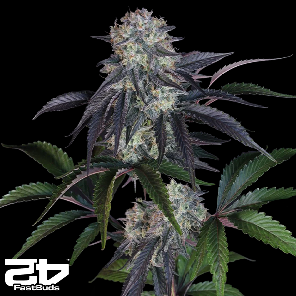 FastBuds Seeds Sundae Frost AUTO