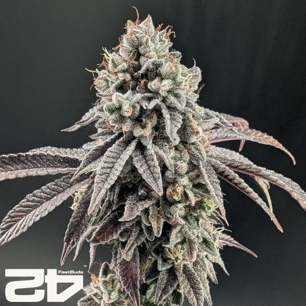 FastBuds Seeds Garlic Mint Sherbet