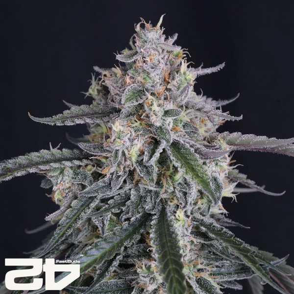 FastBuds Seeds GMO AUTO