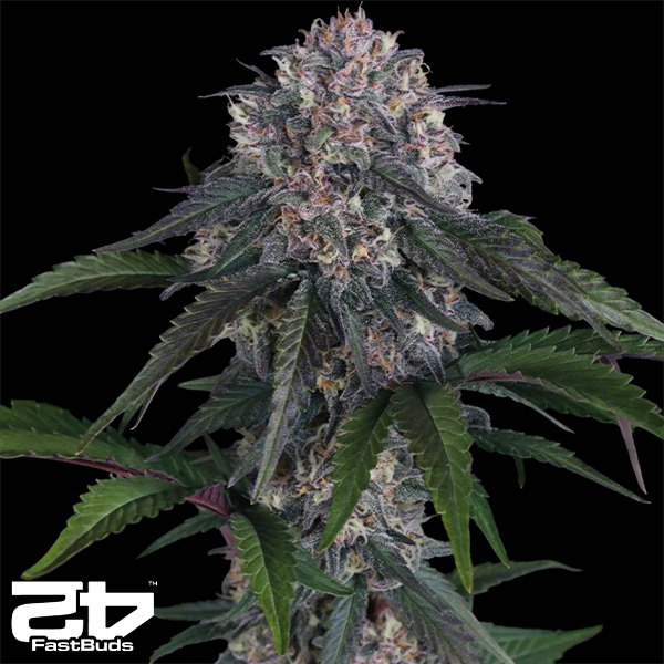 FastBuds Seeds Lemon Cherry Sundae AUTO