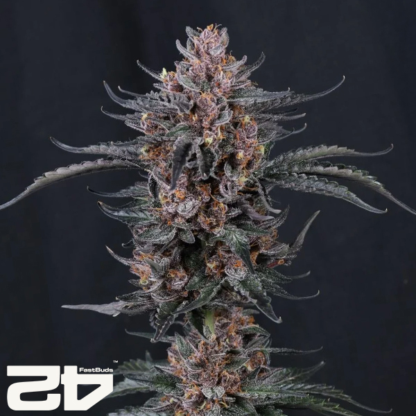 FastBuds Seeds Mango Cherry Runtz AUTO