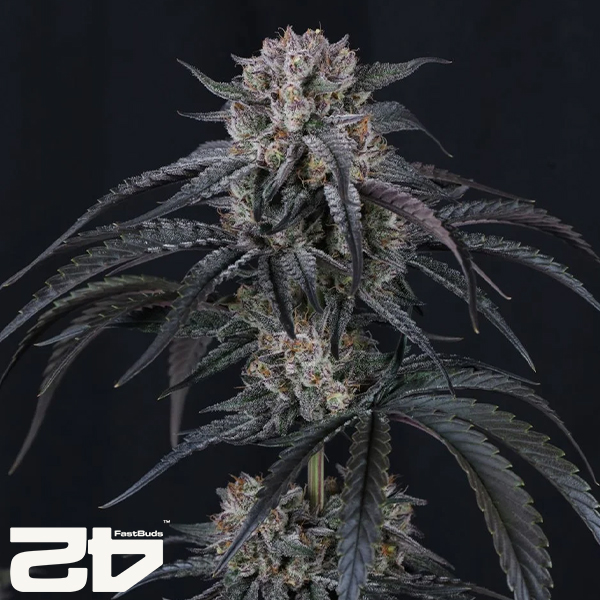 FastBuds Seeds Mango Frost AUTO
