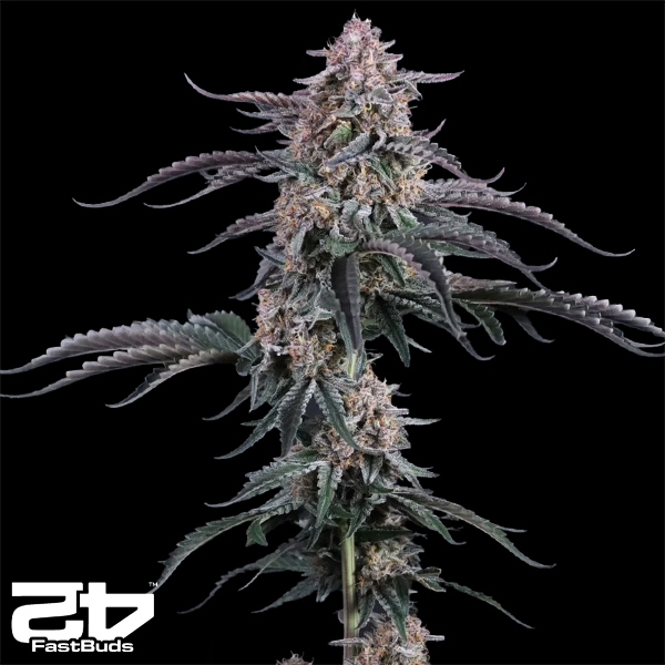 FastBuds Seeds Mendo Cherry Cookies AUTO