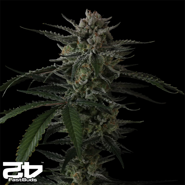 FastBuds Seeds Banana Guava AUTO