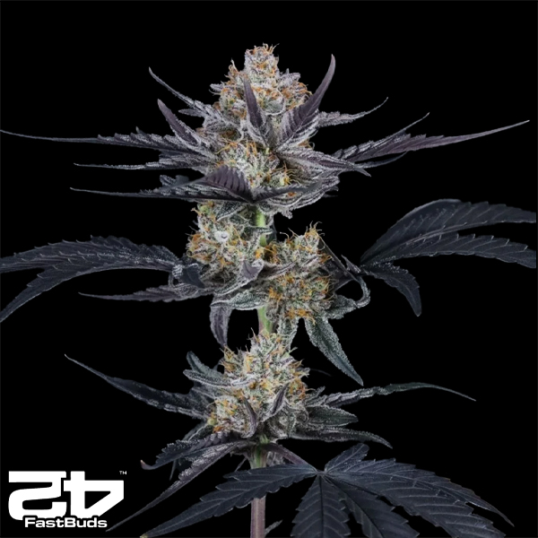 FastBuds Seeds Guava Runtz AUTO