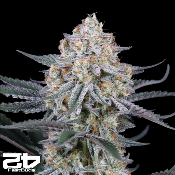 FastBuds Seeds Guava Sundae AUTO