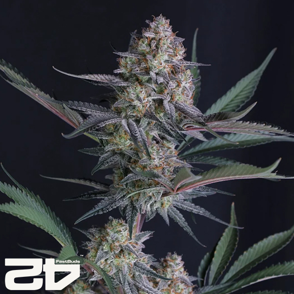 FastBuds Seeds Lemon Tree AUTO