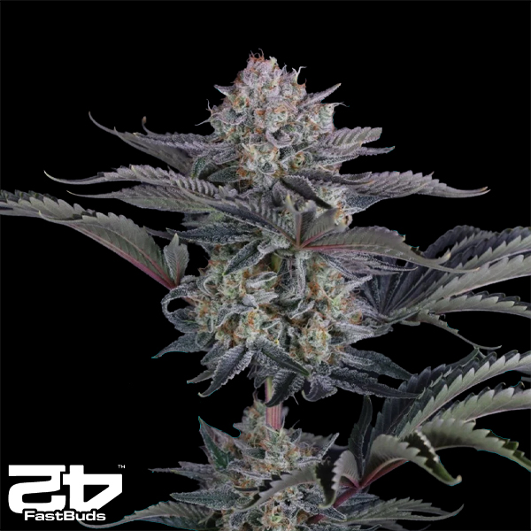 FastBuds Seeds Mendo Frost AUTO