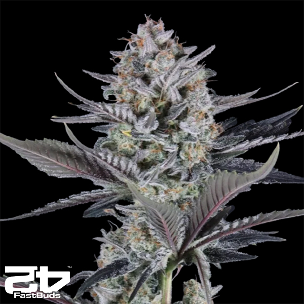 FastBuds Seeds Mendo Guava AUTO