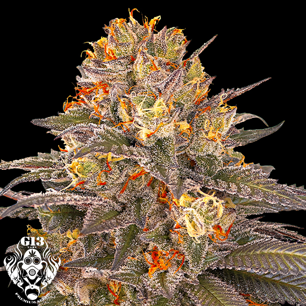 G13 Labs Seeds Six Senses