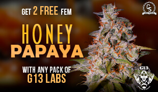 G13 Honey Papaya