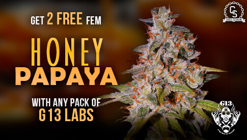 G13 Honey Papaya
