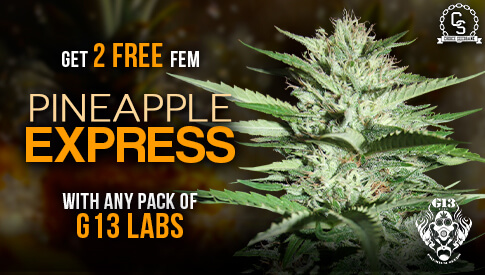G13 Pineapple Express