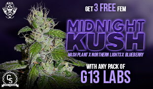 G13 Midnight Kush