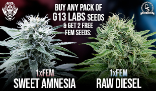 G13 Labs - Sweet Amnesia & Raw Diesel